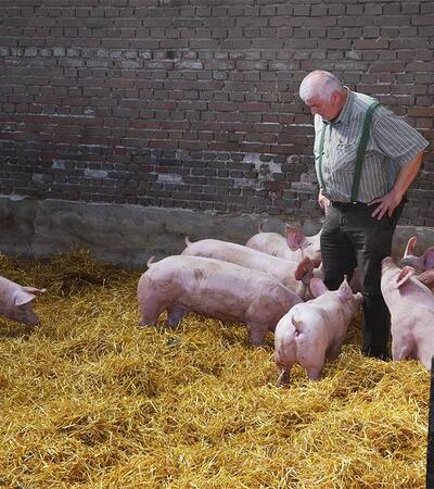 Schweinezucht